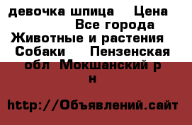 девочка шпица  › Цена ­ 40 000 - Все города Животные и растения » Собаки   . Пензенская обл.,Мокшанский р-н